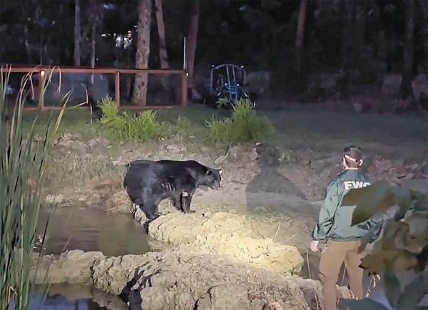 bear florida backyard pond