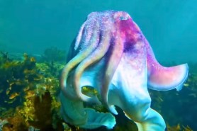 beautiful cuttlefish