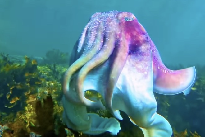 beautiful cuttlefish