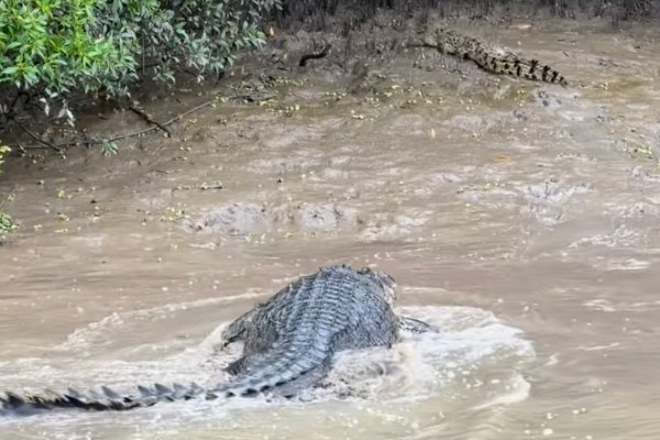 big croc chases little croc