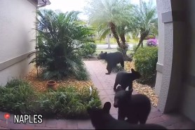 black bear family florida porch