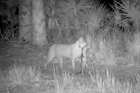 bobcat alligator trail cam