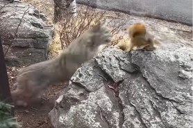 bobcat hunts squirrel front yard