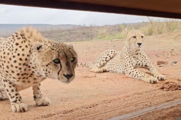 cheetah photographer south africa