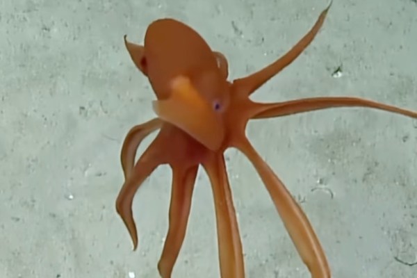 deep-sea octopus