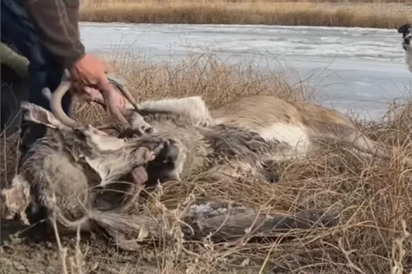 deer stuck severed head