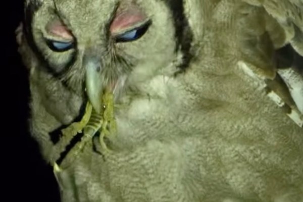 eagle owl scorpion