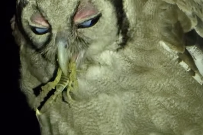 eagle owl scorpion
