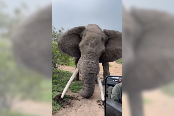 elephant powerful video