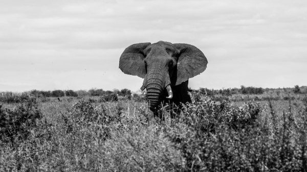 elephant trampled man kruger