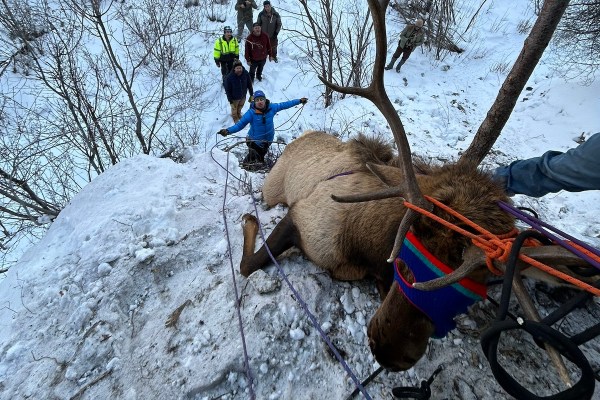 elk tangled in ice climbing gear