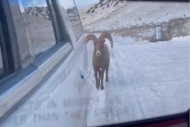 bighorn sheep licks car