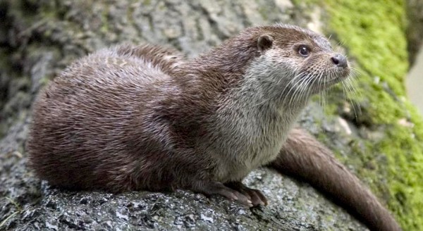 eurasian river otter poop