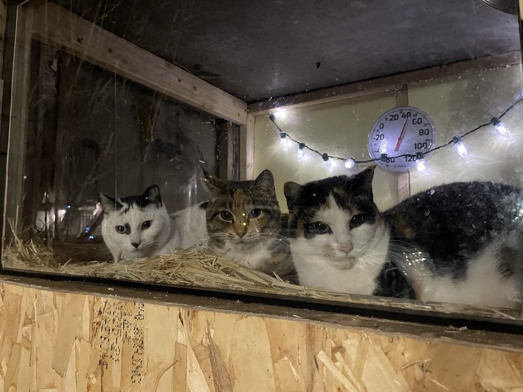 A Feral Cat Family in Minnesota Has Gone Viral—Here's Why