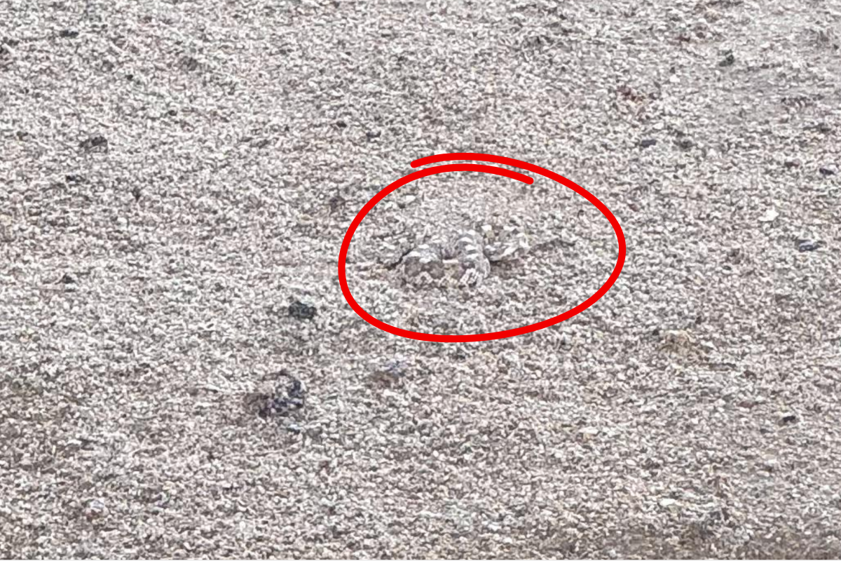 find the snake on the ground answer