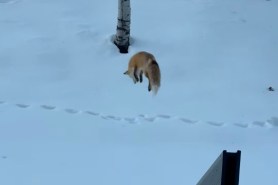 fox dives into snow