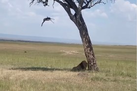 gazelle lion