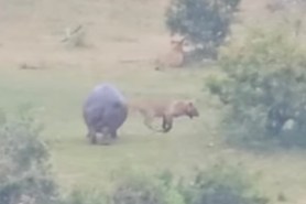 hippo lion video