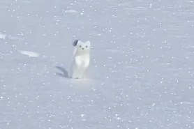 hopping white ermine