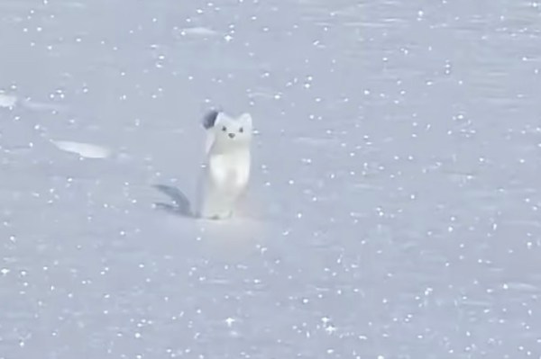 hopping white ermine