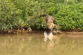 jaguar caiman fish video