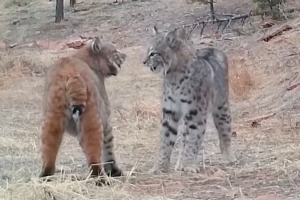 lynx bobcat video