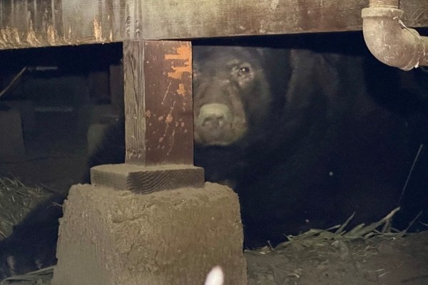 massive bear crawl space