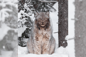 Massive' Lynx Proves These Wild Cats Aren't Just Cute Kitties