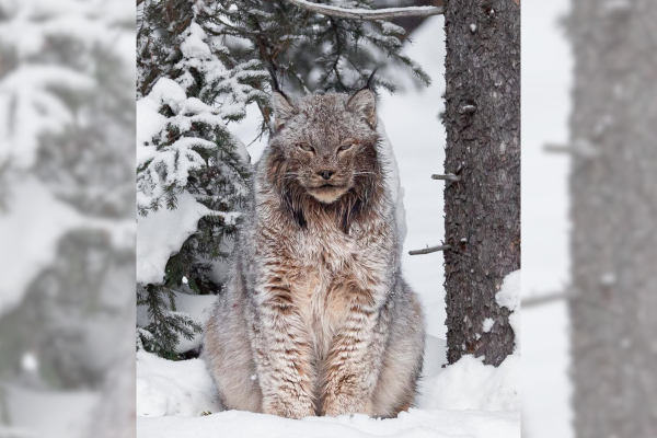 massive lynx