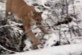 mountain lion flies by video