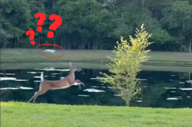 mystery white animal chases deer