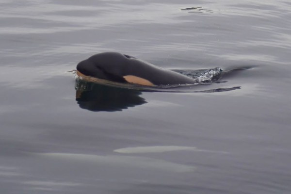 orca calf died