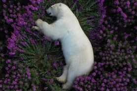 polar bears summertime