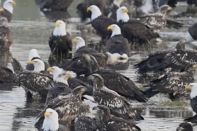 pond of bald eagles