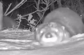 river otter trail cam