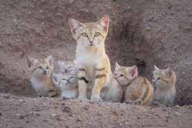 sand cat family