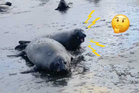 seal sounds