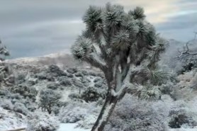 snow day joshua tree