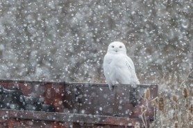 snowy owl new york