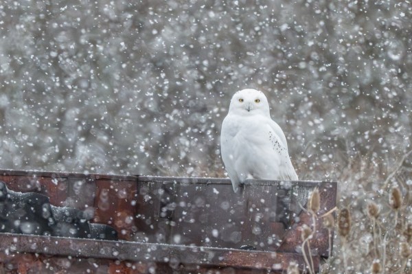 snowy owl new york