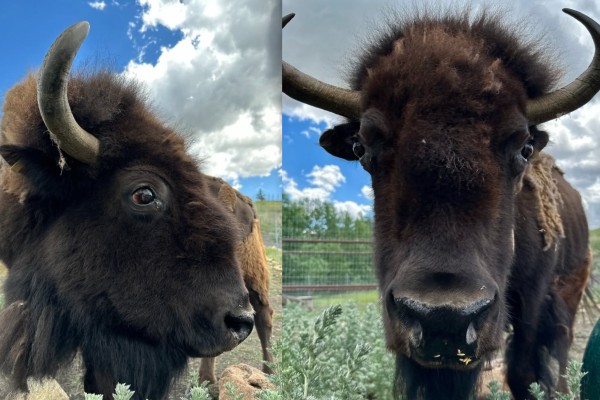 speedy the bison