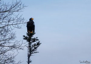 stellar's sea eagle rare bird