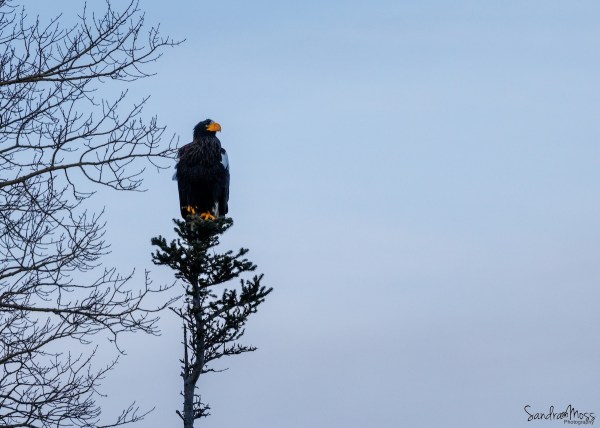 stellar's sea eagle rare bird