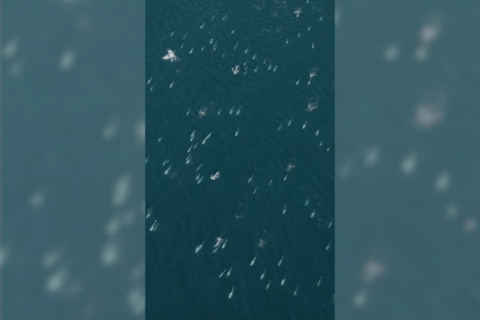 super pod risso's dolphins