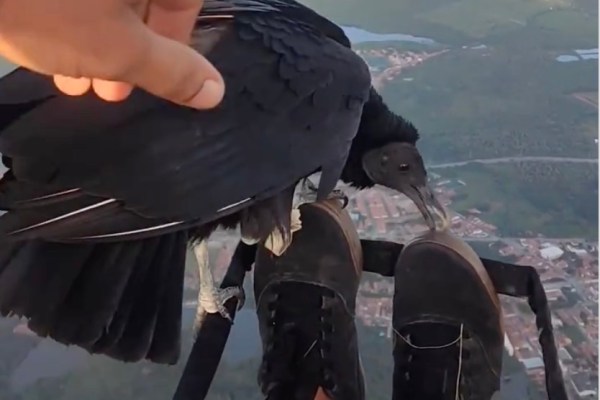 vulture paraglider