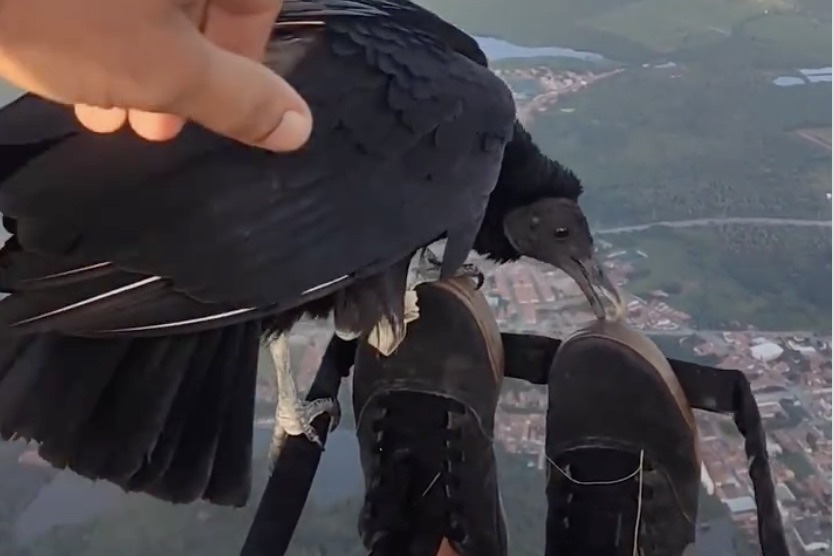 vulture paraglider