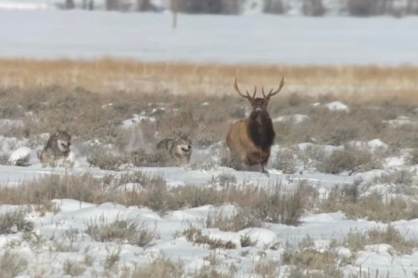 wolf pack elk grand teton