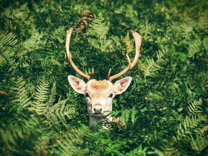 woman deer doorbell cam