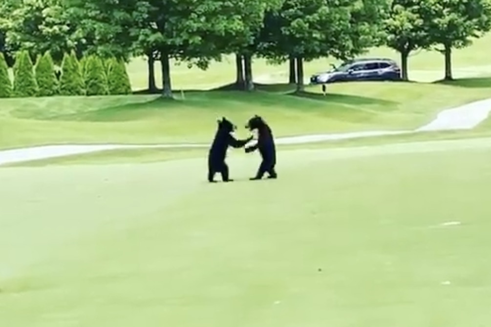 baby bears golf course