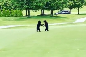 baby bears golf course